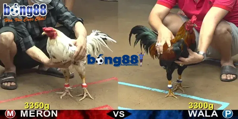 Đá gà BONG88 – Cực phẩm cá cược trực tuyến không thể bỏ lỡ Kèo cược ngon ăn tại BONG88